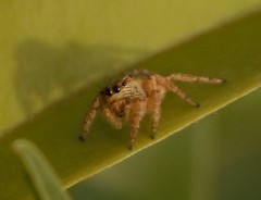 Carrhotus viduus