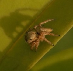 Carrhotus viduus