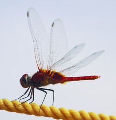 Urothemis signata