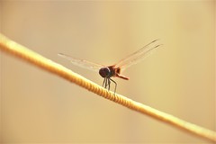 Urothemis signata