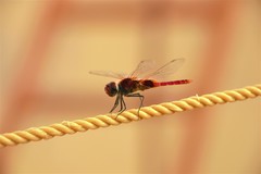 Urothemis signata