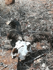 Ceratophaga vastella