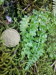 Asplenium fontanum fontanum
