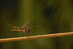 Urothemis signata