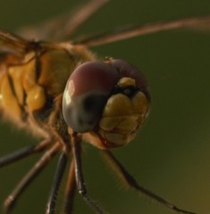 Urothemis signata