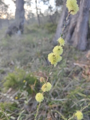 Melaleuca thymoides