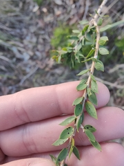 Melaleuca thymoides
