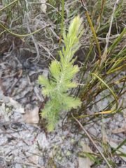 Adenanthos