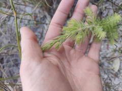 Adenanthos