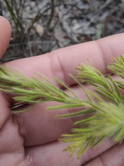 Adenanthos