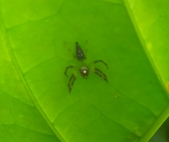 Acragas trimaculatus