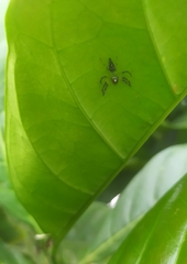 Acragas trimaculatus