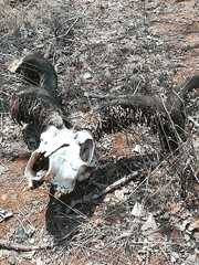 Ceratophaga vastella