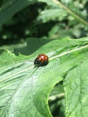 Chrysolina vigintimaculata