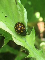 Chrysolina vigintimaculata