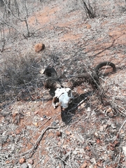 Ceratophaga vastella