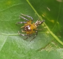 Acragas trimaculatus