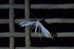Pterophorus monospilalis