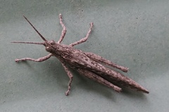 Adreppus fallax