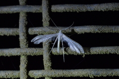 Pterophorus monospilalis