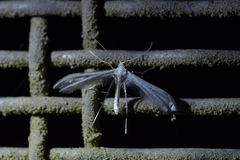 Pterophorus monospilalis