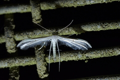 Pterophorus monospilalis