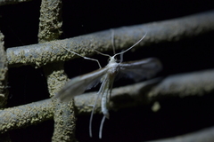 Pterophorus monospilalis
