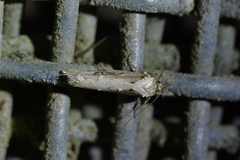 Atomotricha isogama