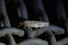 Atomotricha isogama