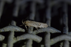 Atomotricha isogama