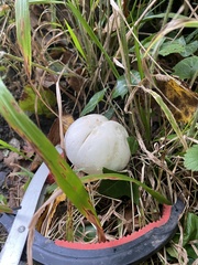 Fungi