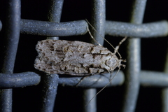 Izatha attactella