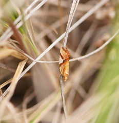 Epitymbia isoscelana