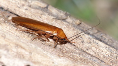Pseudoderopeltis