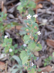 Chaenostoma floribundum
