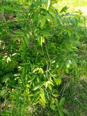Sclerocroton