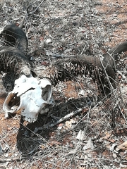 Ceratophaga vastella