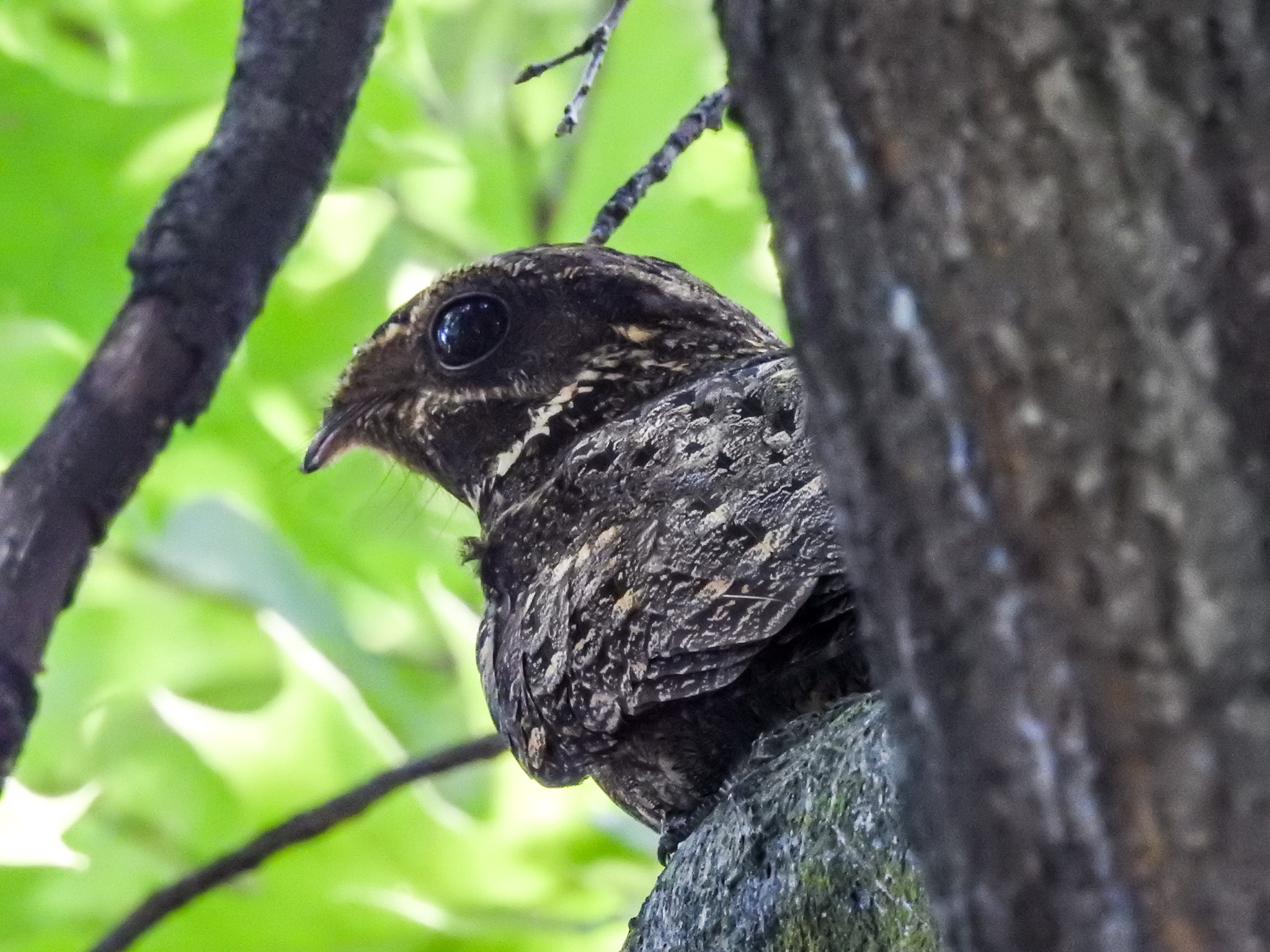 Chuck-will's-widow (Antrostomus carolinensis)