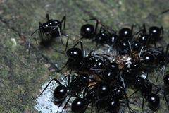 Polyrhachis pilosa
