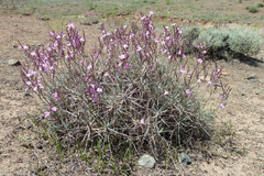Acantholimon