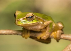 Ranoidea pearsoniana