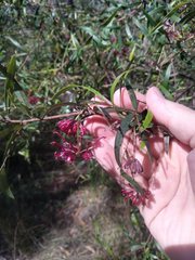 Grevillea diffusa