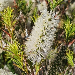 Melaleuca armillaris armillaris
