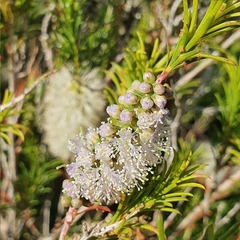 Melaleuca armillaris armillaris