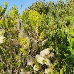 Melaleuca armillaris armillaris