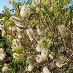 Melaleuca armillaris armillaris