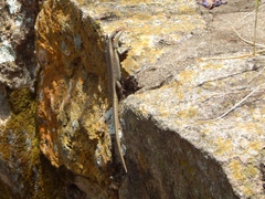 Trachylepis wahlbergii