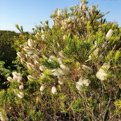 Melaleuca armillaris armillaris