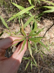 Melaleuca linearifolia