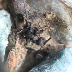 Polyrhachis phryne
